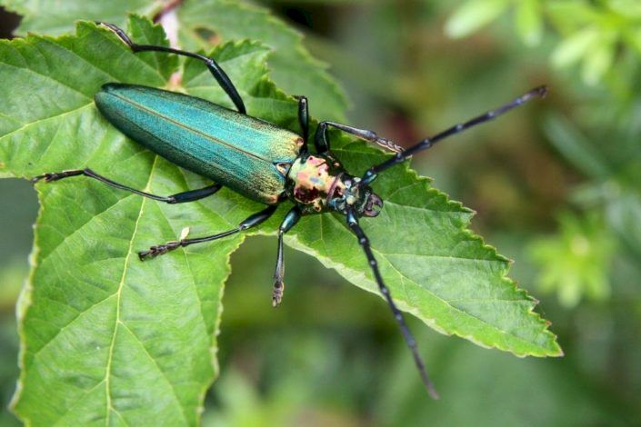 Tesarik-pizmovy-Aromia-moschata-Orlicke-hory-udoli-Olesenky-1082013-IMG_5581